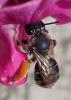 Eucera sp.